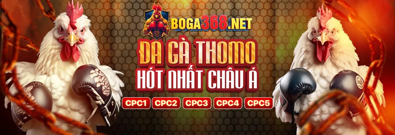 mv66 Đá Gà: Sức Hút và Chiến Lược Trực Tuyến